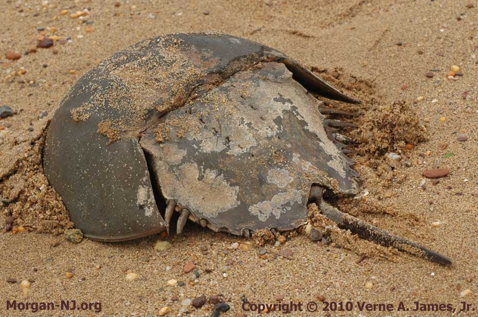 The Harmless and Helpful Horseshoe Crab